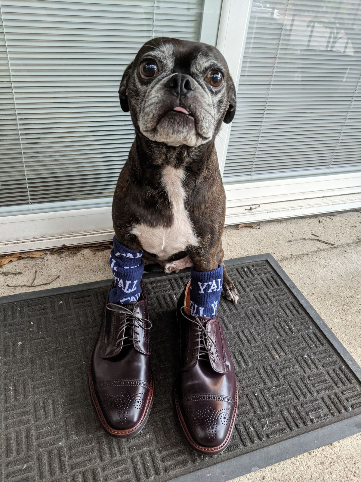 Photo by patinathunderdome on October 2, 2021 of the Alden Atom Blucher in Horween Color 8 Shell Cordovan.