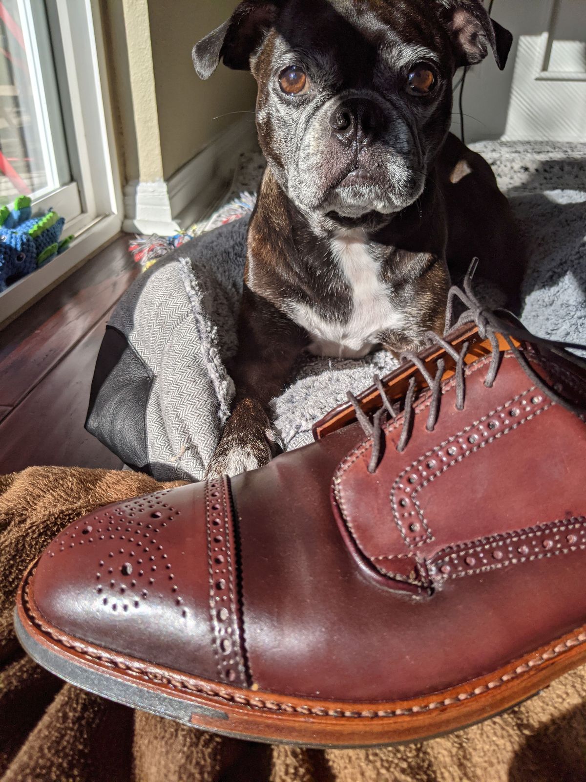 Photo by patinathunderdome on November 1, 2021 of the Alden Atom Blucher in Horween Color 8 Shell Cordovan.