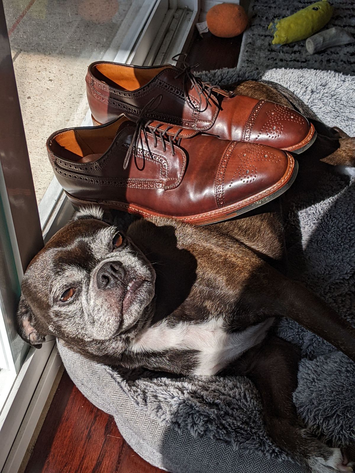 Photo by patinathunderdome on April 3, 2022 of the Alden Atom Blucher in Horween Color 8 Shell Cordovan.