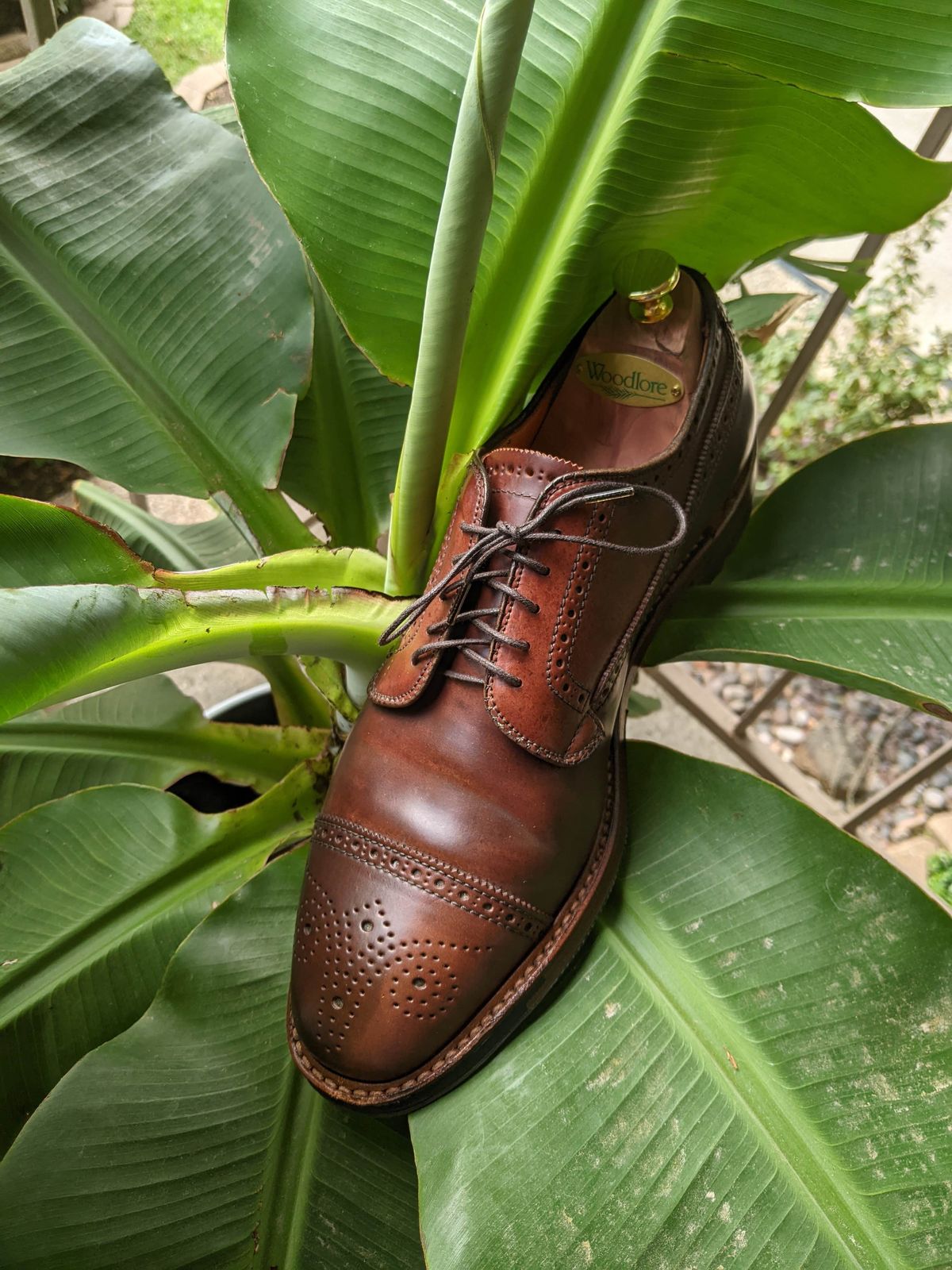 Photo by patinathunderdome on May 4, 2022 of the Alden Atom Blucher in Horween Color 8 Shell Cordovan.