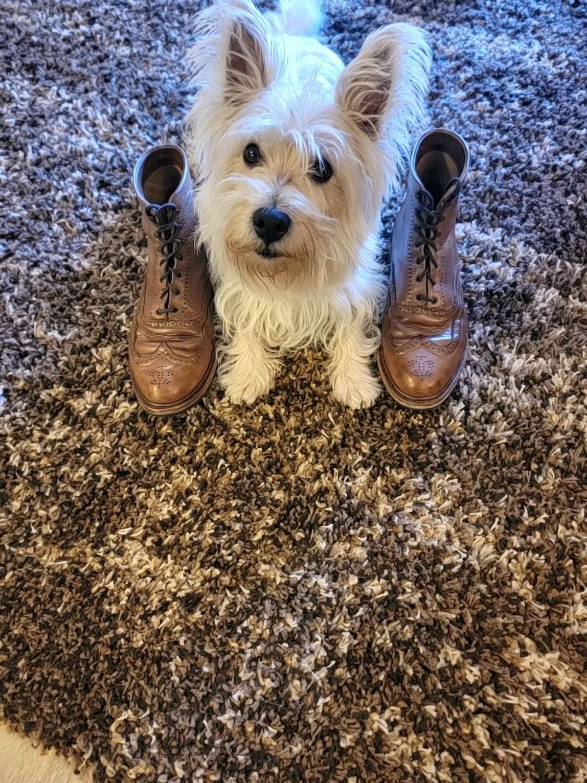 Photo by patinathunderdome on November 1, 2021 of the Parkhurst The Spaulding in Horween Natural Chromexcel.