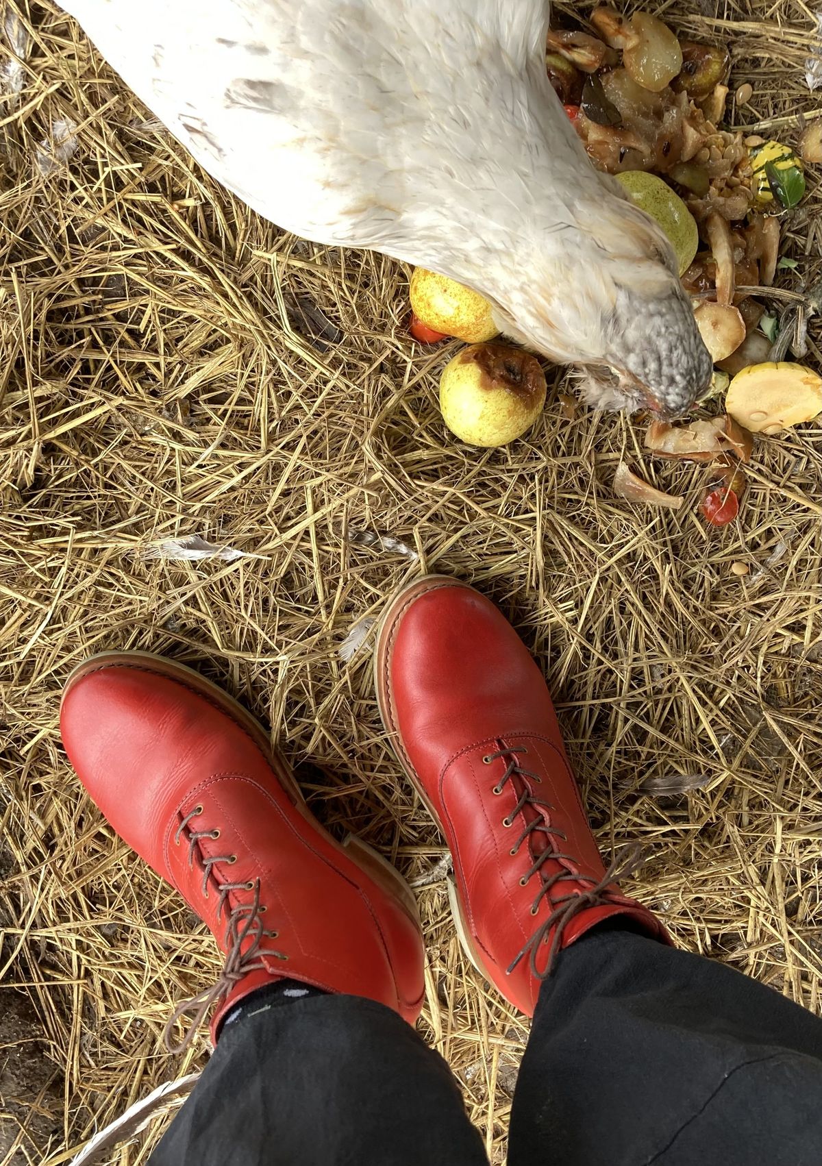 Photo by patinathunderdome on December 5, 2021 of the Maya Miel Balmoral Boot in Badalassi Carlo Red Minerva.