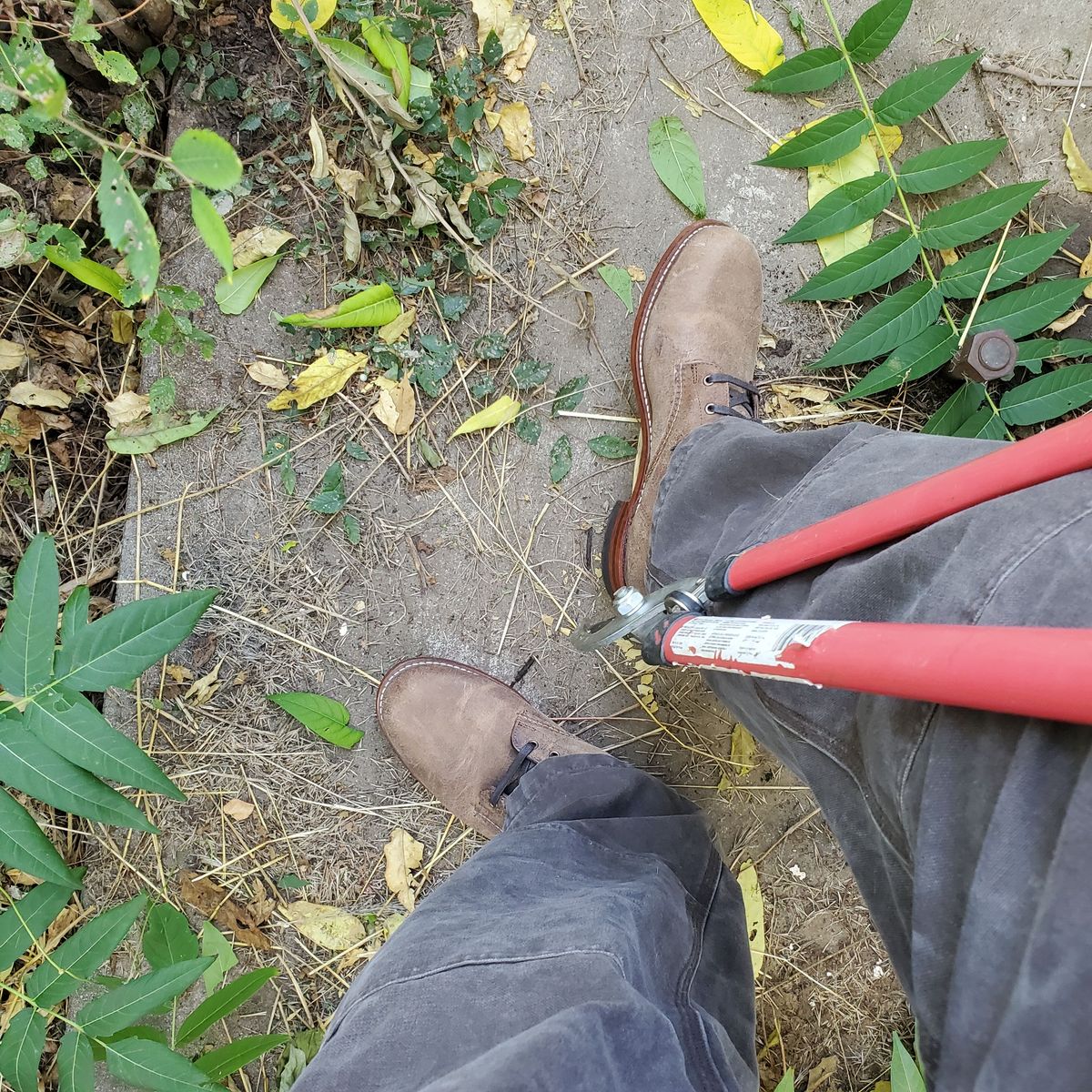 Photo by patinathunderdome on October 4, 2021 of the Wolverine 1000 Mile Plain-Toe Boot in C.F. Stead Teak Waxy Mohawk.