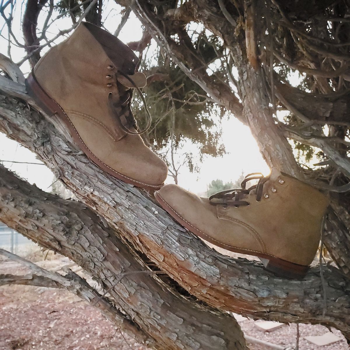 Photo by patinathunderdome on December 5, 2021 of the Wolverine 1000 Mile Plain-Toe Boot in C.F. Stead Teak Waxy Mohawk.