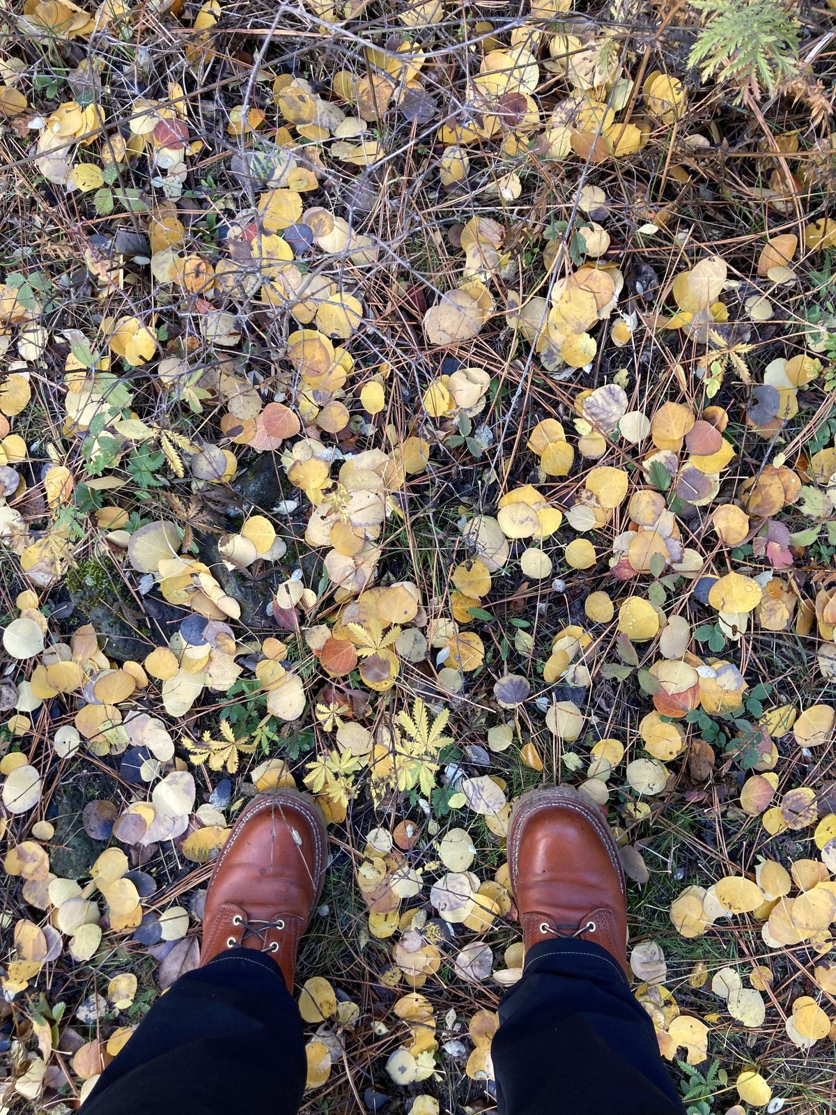 Photo by patinathunderdome on November 1, 2021 of the Frank's Boots Wilshire in Wickett & Craig Chestnut English Bridle.