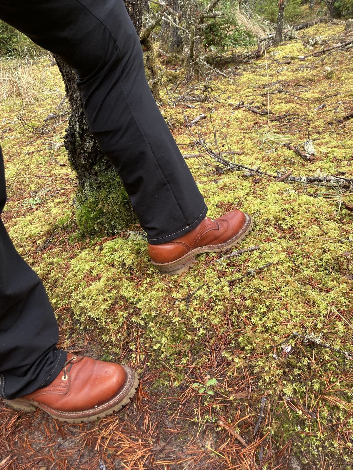 Photo by patinathunderdome on December 1, 2021 of the Frank's Boots Wilshire in Wickett & Craig Chestnut English Bridle.
