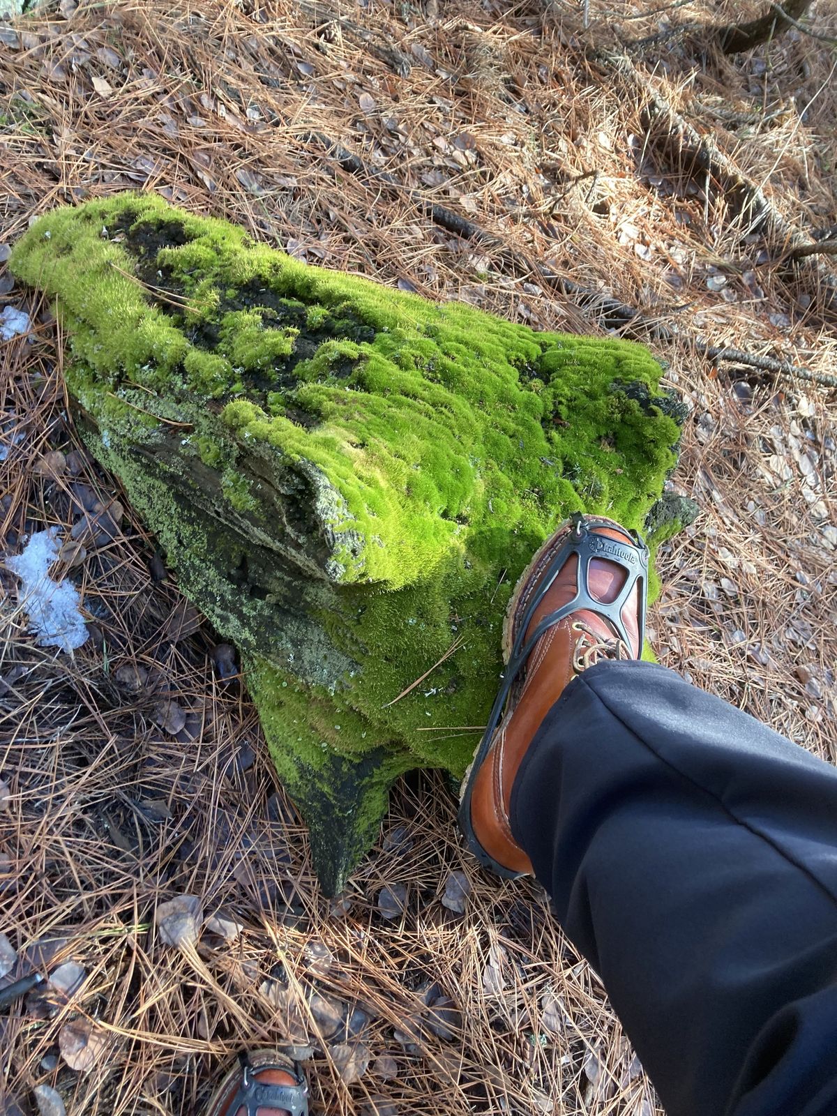 Photo by patinathunderdome on February 1, 2022 of the Frank's Boots Wilshire in Wickett & Craig Chestnut English Bridle.
