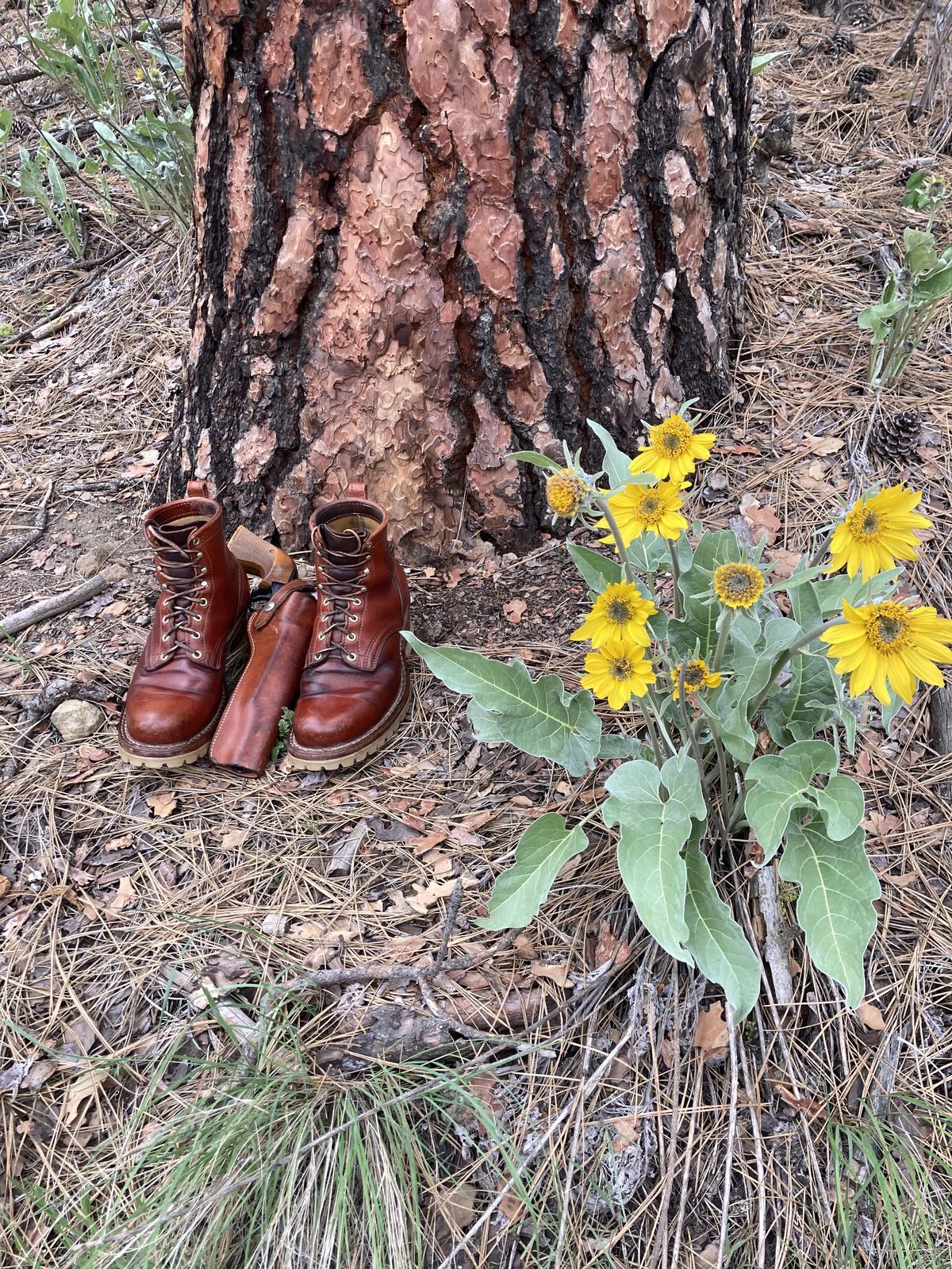 Photo by patinathunderdome on May 4, 2022 of the Frank's Boots Wilshire in Wickett & Craig Chestnut English Bridle.