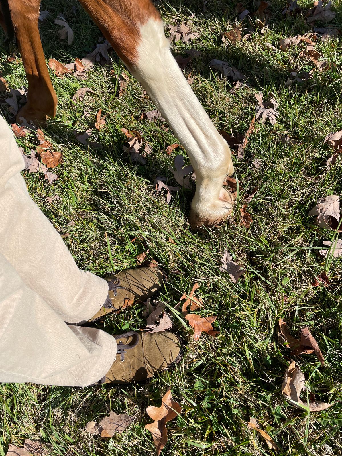 Photo by money2boot on December 5, 2022 of the Allen Edmonds Unlisted Model in Unknown Leather.