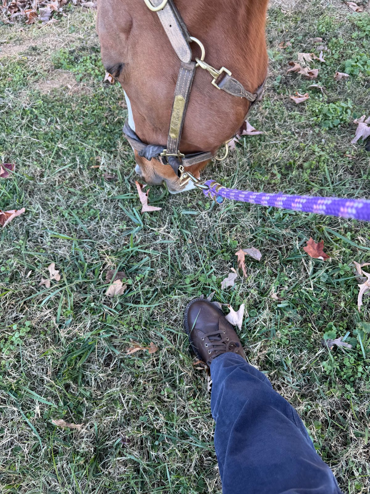 Photo by money2boot on December 5, 2024 of the Allen Edmonds Discovery Lace To Toe in Allen Edmonds Brown Vegetable Tanned.