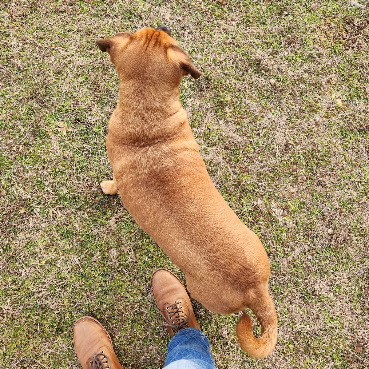 Photo by wildflowersnboots on February 17, 2025 of the Grant Stone Nora Boot in Horween Dune Chromexcel.