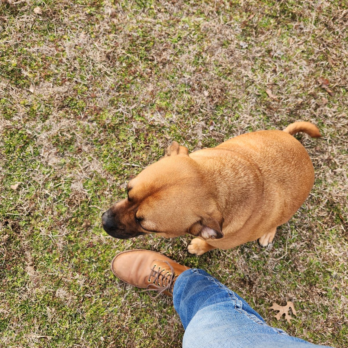 Photo by wildflowersnboots on February 17, 2025 of the Grant Stone Nora Boot in Horween Dune Chromexcel.