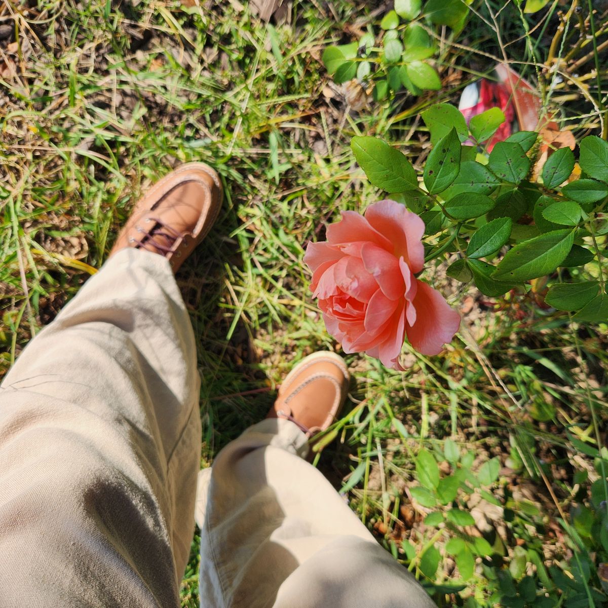 Photo by wildflowersnboots on October 3, 2025 of the Red Wing 6-Inch Classic Moc in Mocha Oro Iginal.