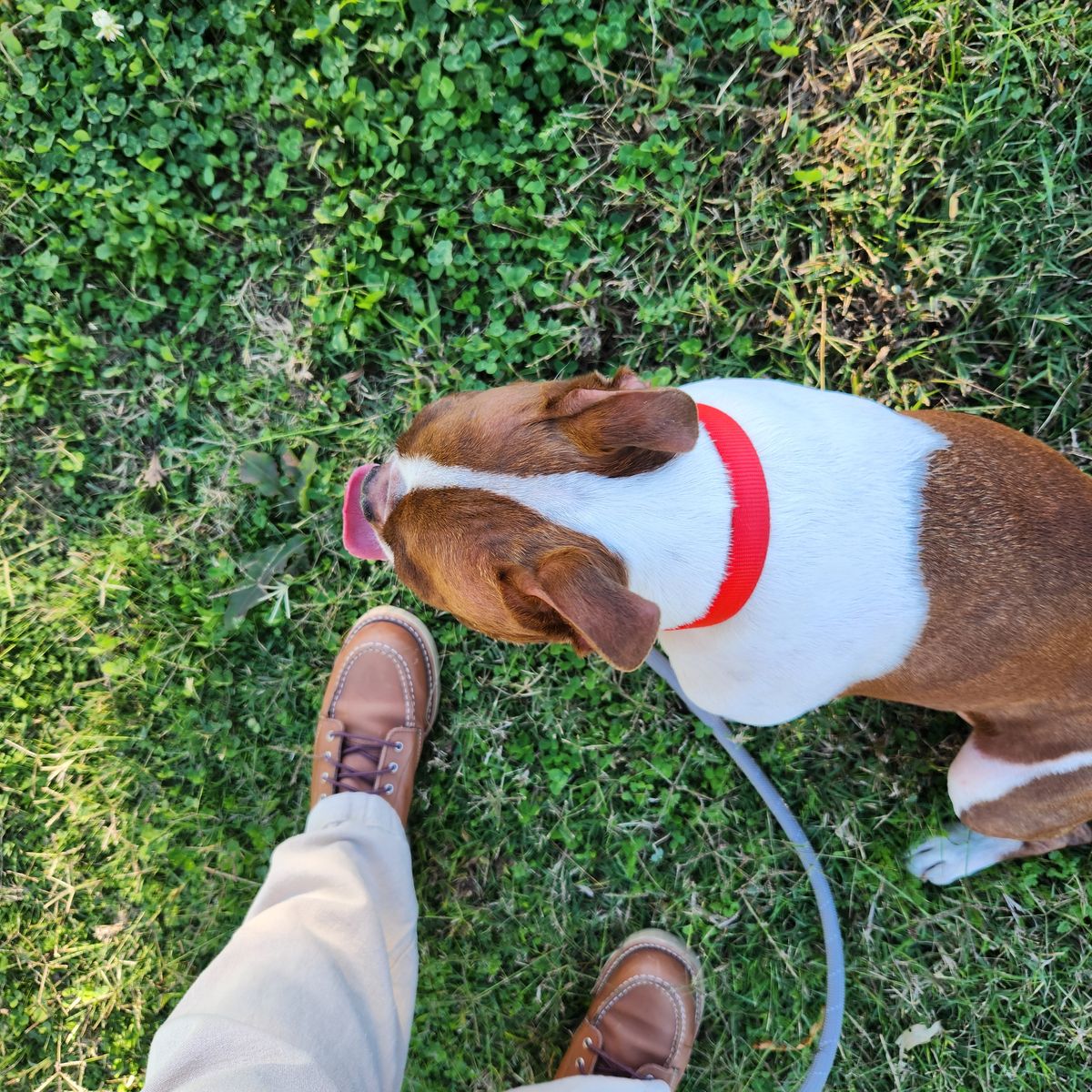 Photo by wildflowersnboots on October 21, 2025 of the Red Wing 6-Inch Classic Moc in Mocha Oro Iginal.