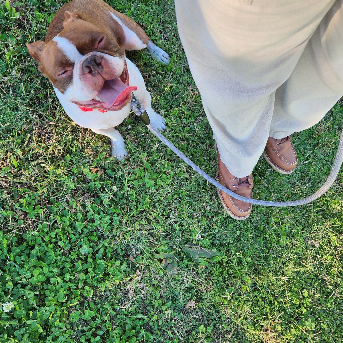 Photo by wildflowersnboots on October 21, 2025 of the Red Wing 6-Inch Classic Moc in Mocha Oro Iginal.