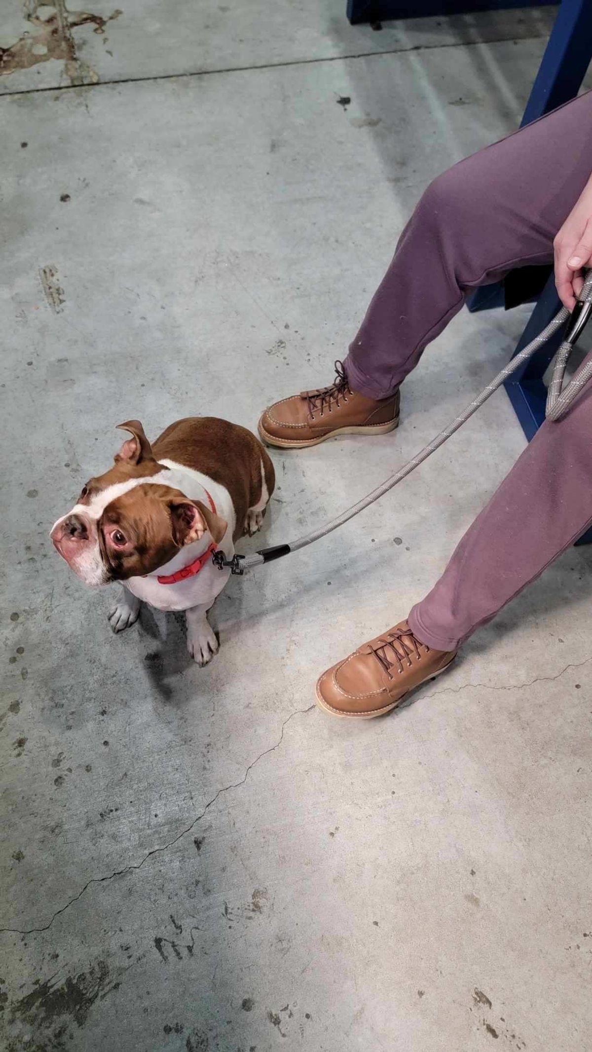 Photo by wildflowersnboots on November 6, 2025 of the Red Wing 6-Inch Classic Moc in Mocha Oro Iginal.