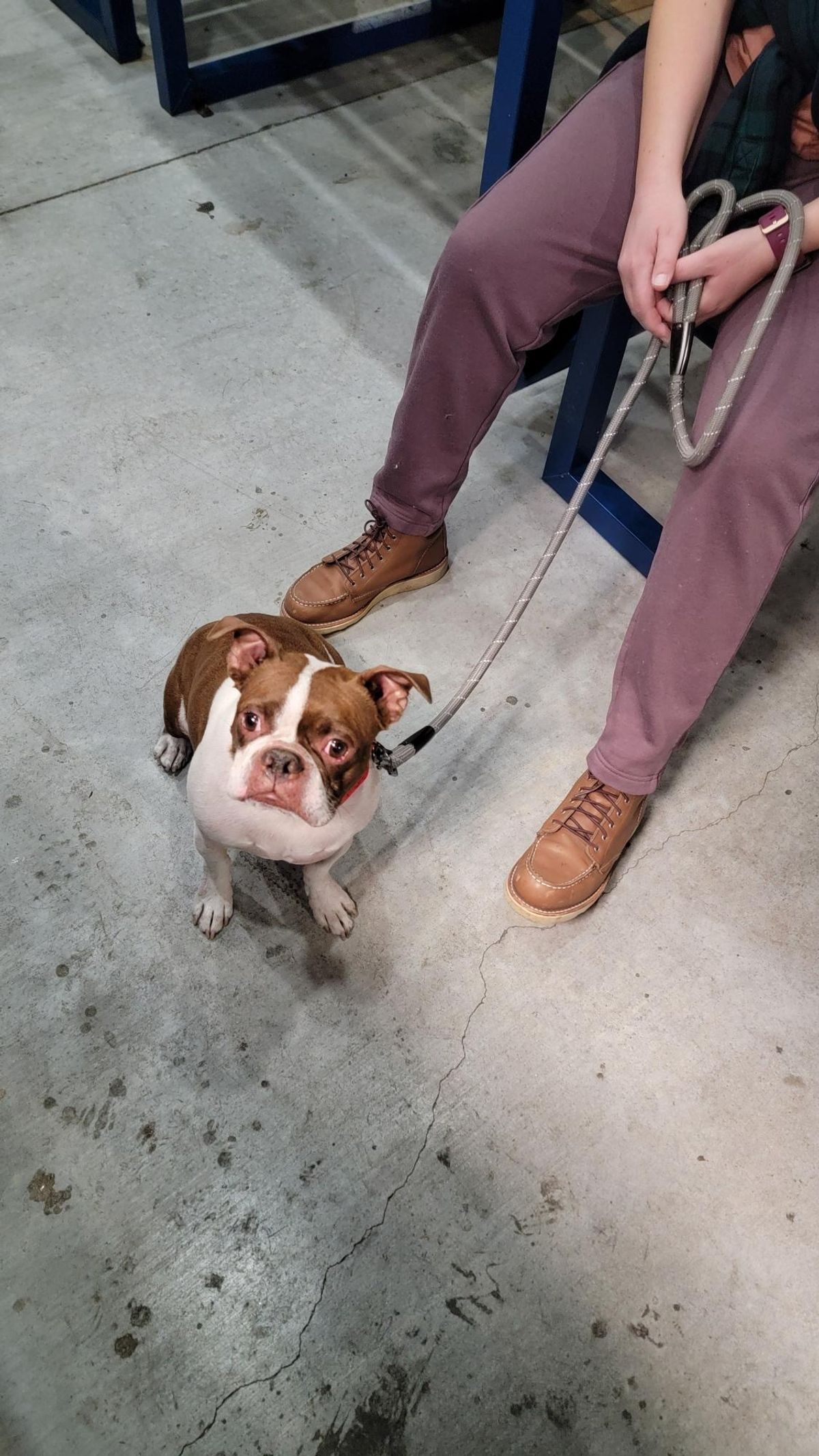 Photo by wildflowersnboots on November 6, 2025 of the Red Wing 6-Inch Classic Moc in Mocha Oro Iginal.
