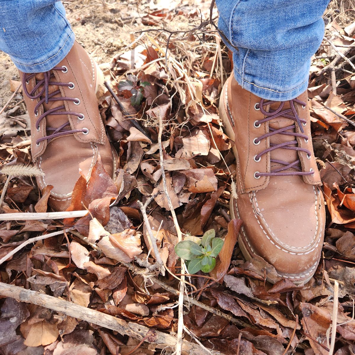 Photo by wildflowersnboots on February 5, 2026 of the Red Wing 6-Inch Classic Moc in Mocha Oro Iginal.