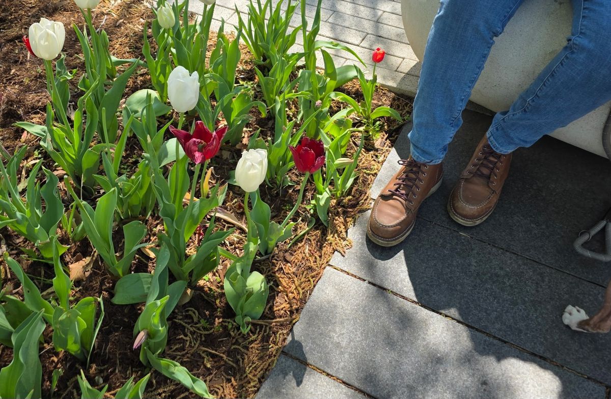Photo by wildflowersnboots on April 4, 2026 of the Red Wing 6-Inch Classic Moc in Mocha Oro Iginal.