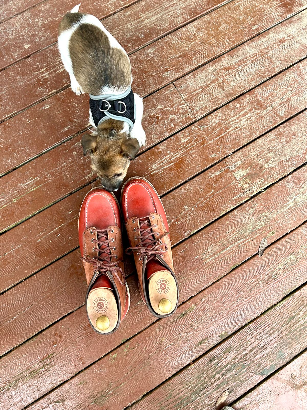 Photo by surcos on November 1, 2025 of the Red Wing 6-Inch Classic Moc in S.B. Foot Oro-Russet Portage & S.B. Foot Oro-Russet Abilene.