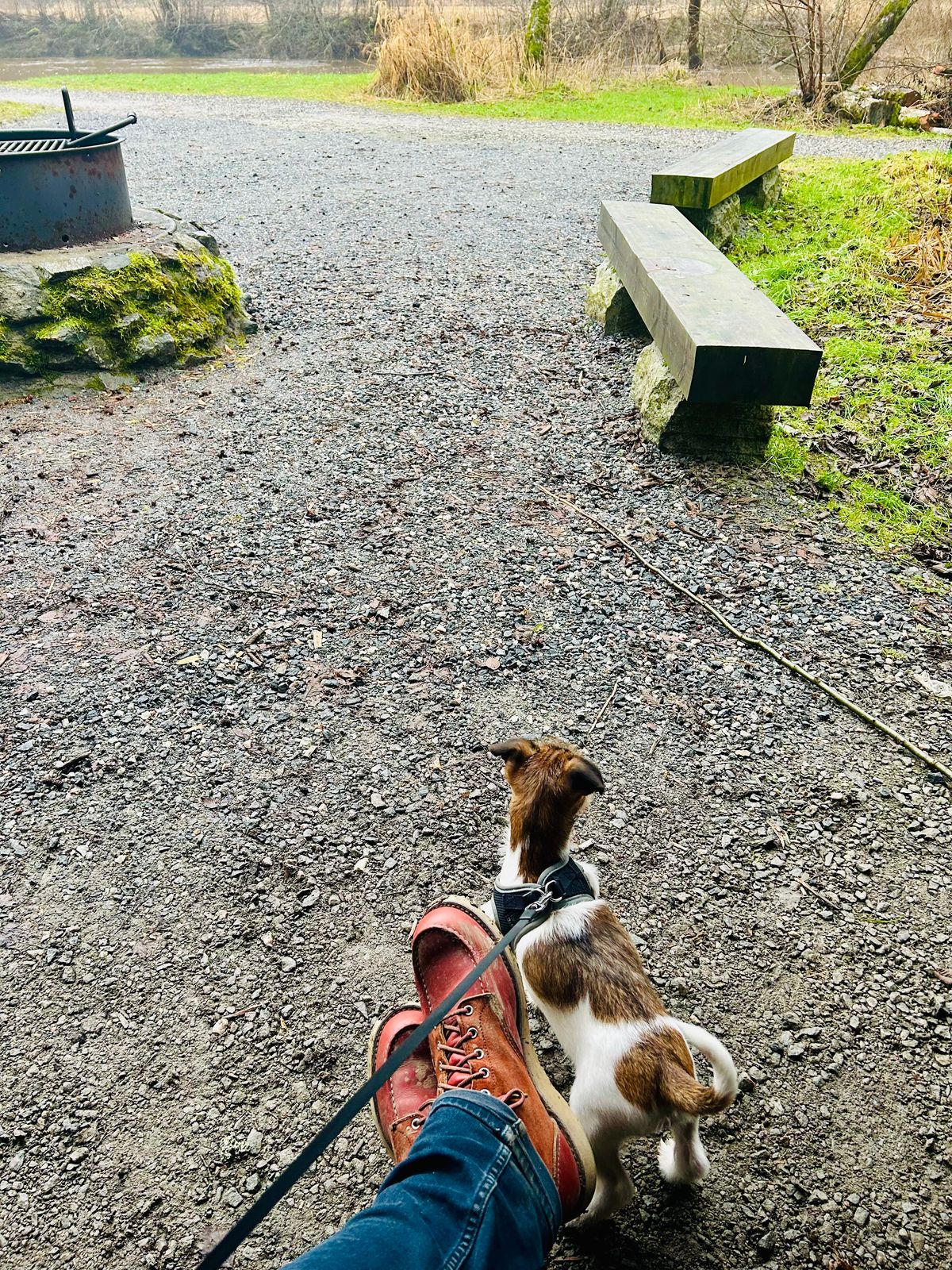 Photo by surcos on December 3, 2025 of the Red Wing 6-Inch Classic Moc in S.B. Foot Oro-Russet Portage & S.B. Foot Oro-Russet Abilene.