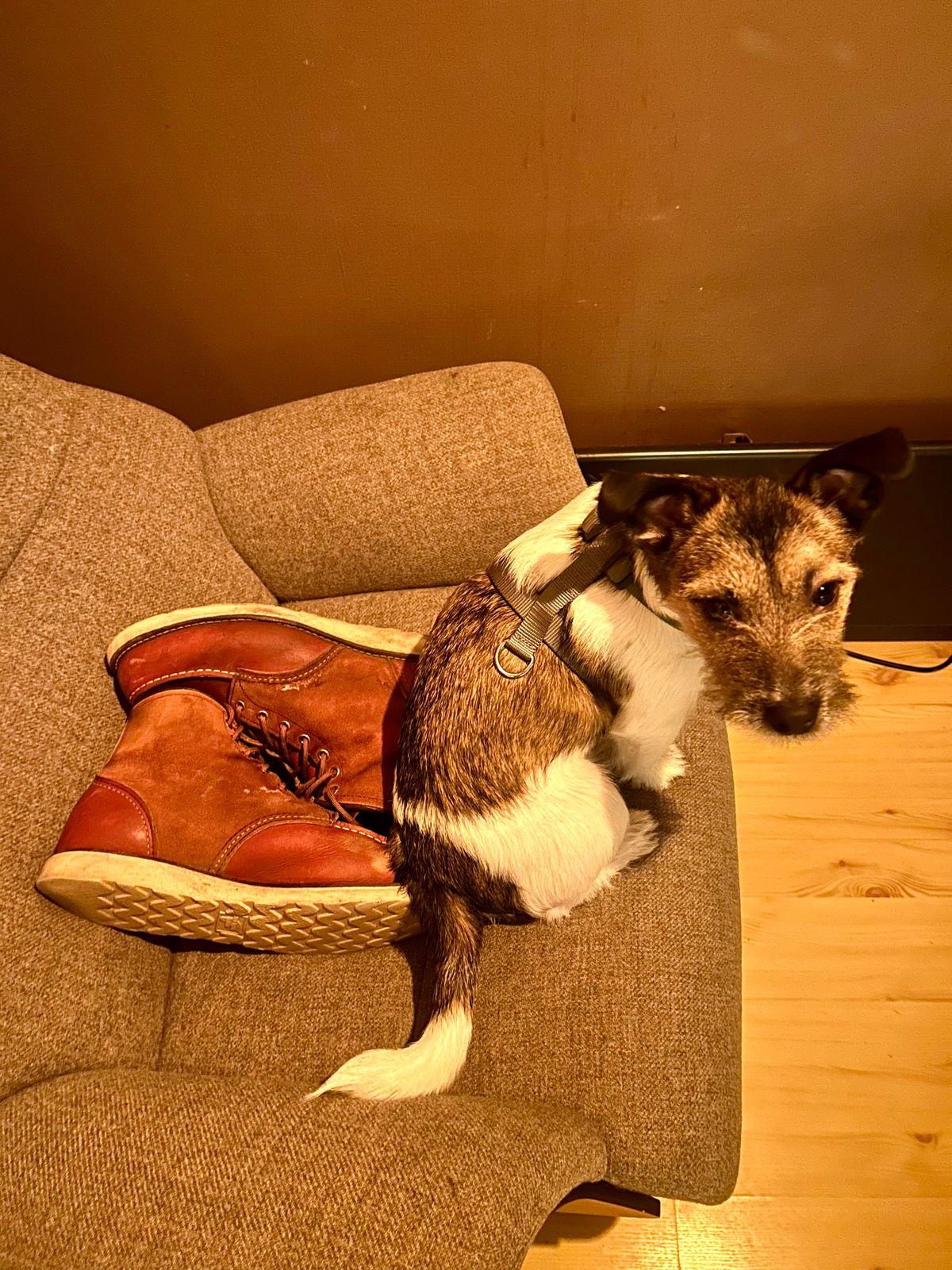Photo by surcos on February 5, 2026 of the Red Wing 6-Inch Classic Moc in S.B. Foot Oro-Russet Portage & S.B. Foot Oro-Russet Abilene.
