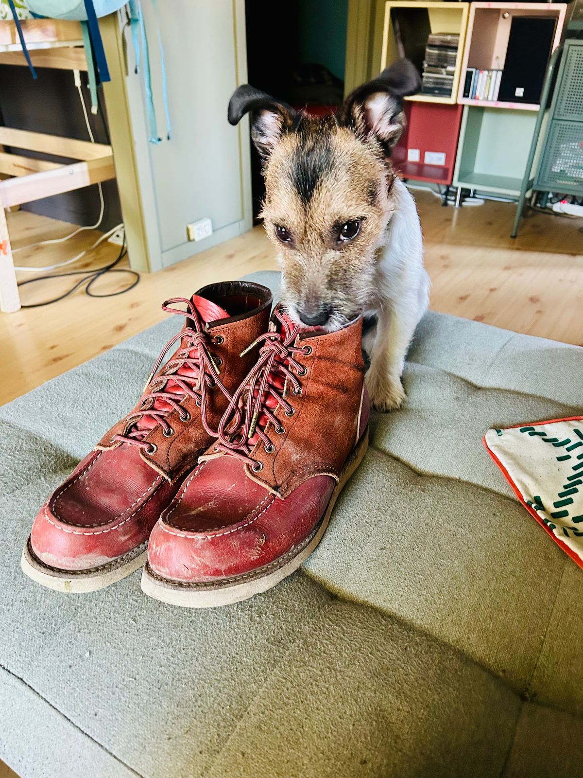 Photo by surcos on March 5, 2026 of the Red Wing 6-Inch Classic Moc in S.B. Foot Oro-Russet Portage & S.B. Foot Oro-Russet Abilene.