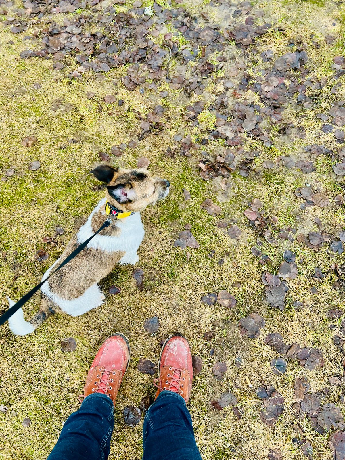 Photo by surcos on March 13, 2026 of the Red Wing 6-Inch Classic Moc in S.B. Foot Oro-Russet Portage & S.B. Foot Oro-Russet Abilene.