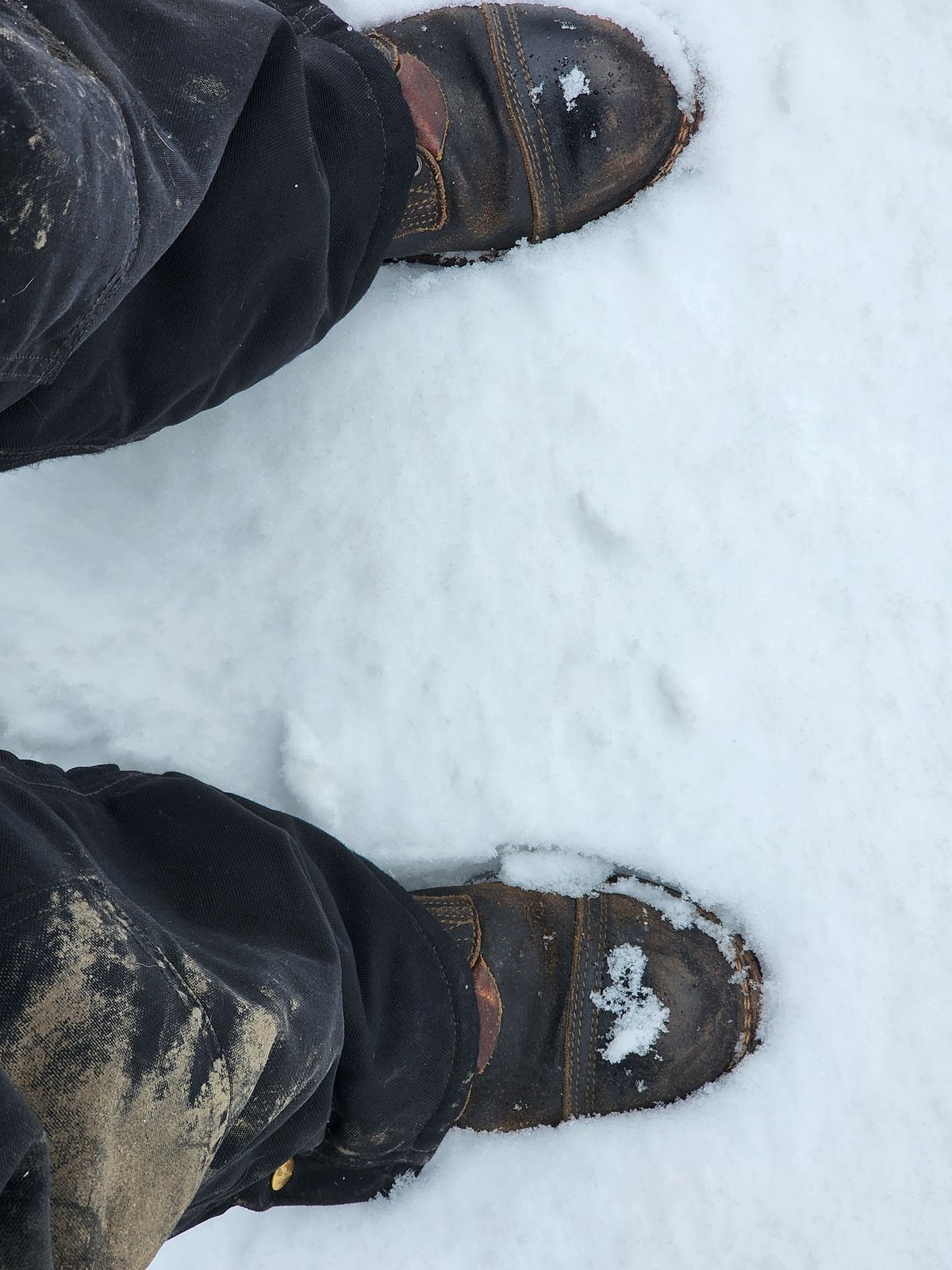 Photo by Pale_Highl1ight on January 9, 2025 of the Nicks Nicks/ x Butterscotch Triton Boot in Nicks/ Horween Black Waxed Flesh.