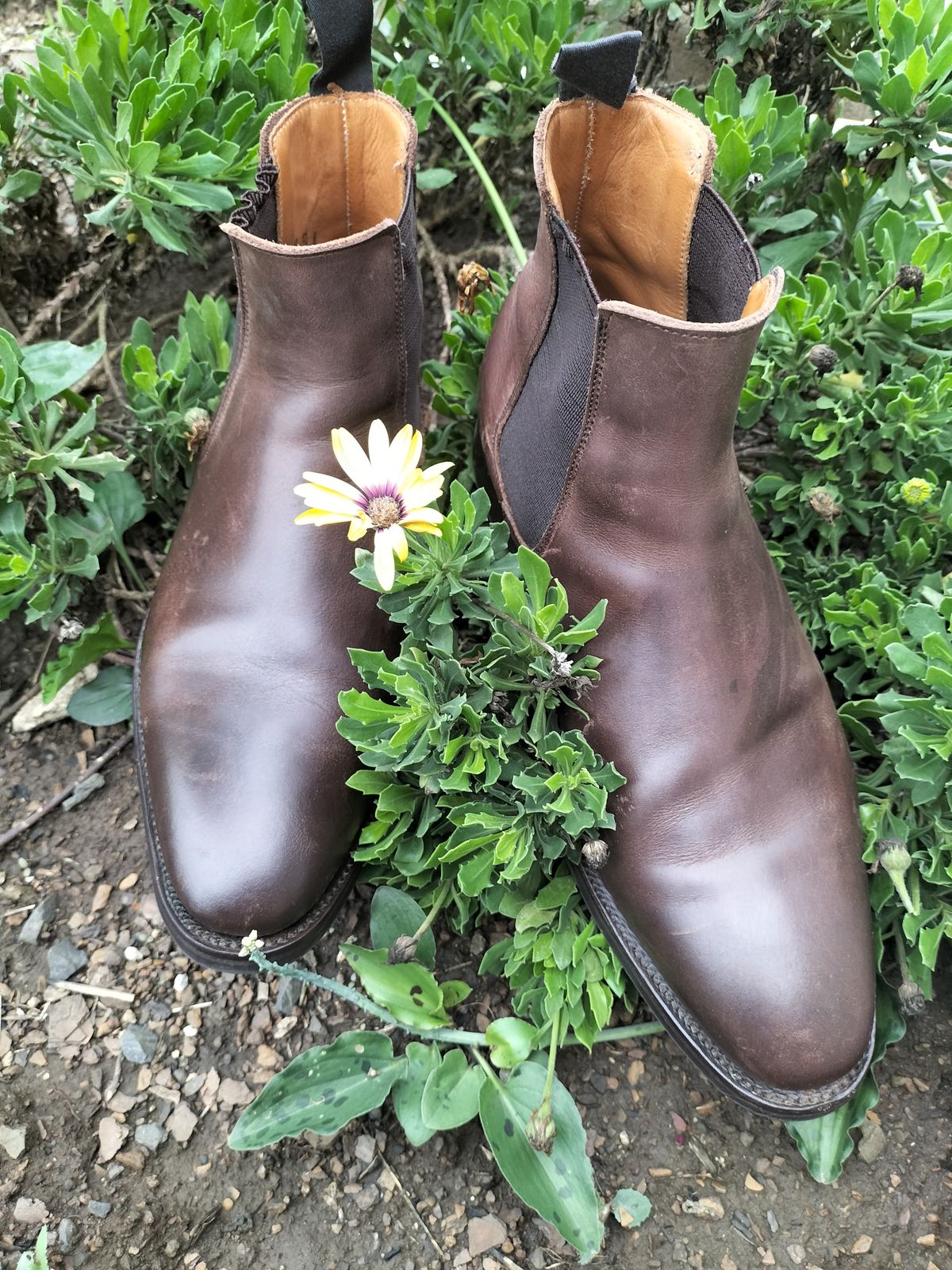 Photo by AneshM on November 1, 2022 of the Herring Wainwright Chelsea Boots in Dark Brown Calf.