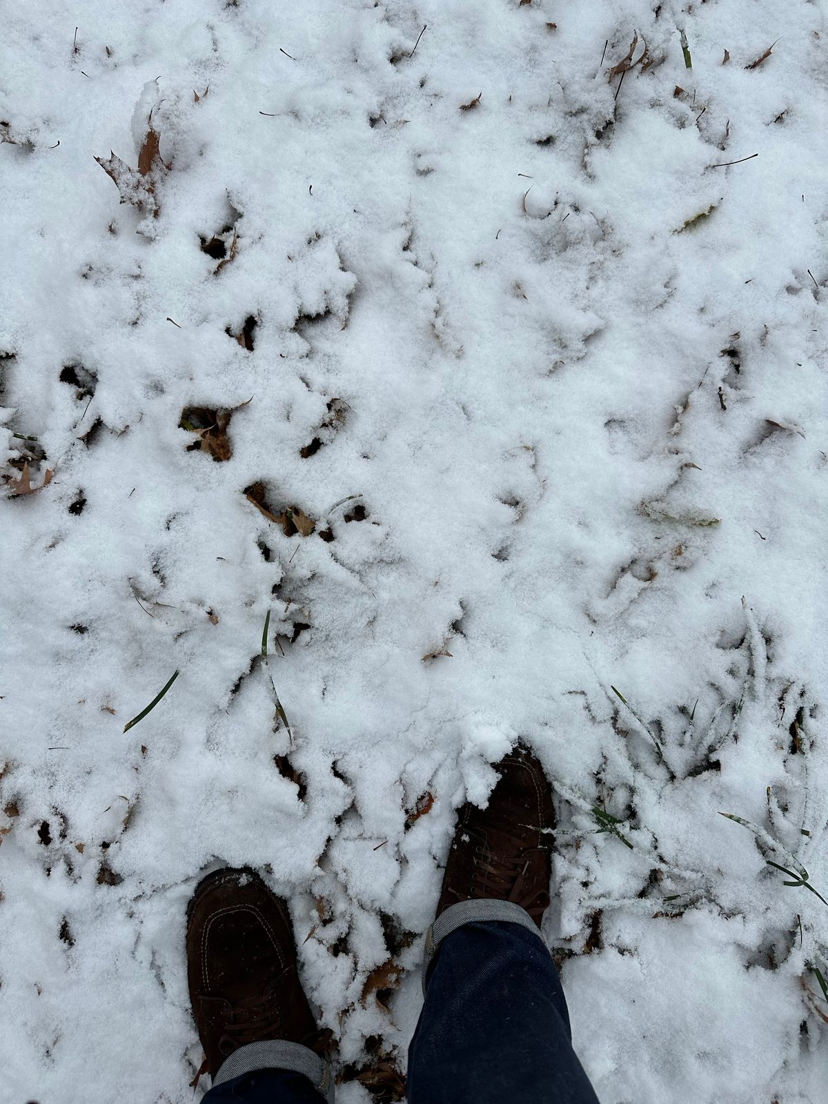 Photo by eddykinz on November 12, 2022 of the Alden Indy Boot in Horween Tobacco Chamois Roughout.