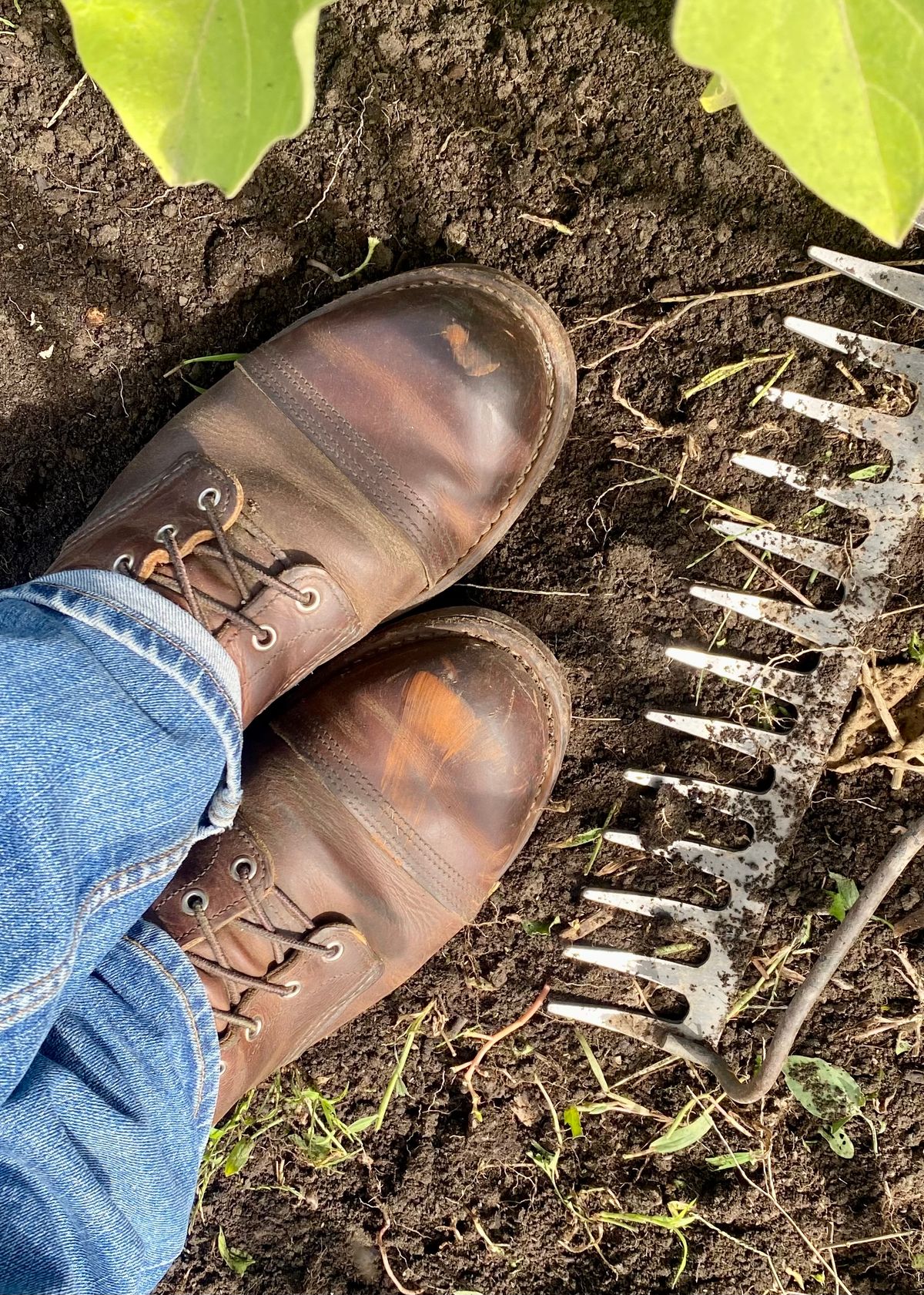 Photo by Hellraysaz on September 17, 2022 of the Red Wing Iron Ranger in S.B. Foot Copper Rough and Tough.