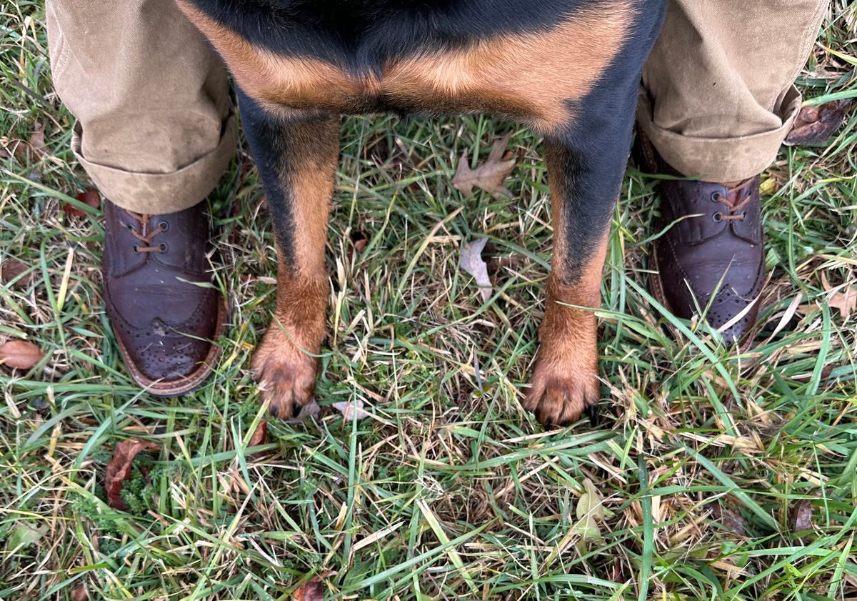 Photo by Ohmayer on December 4, 2023 of the Tricker's Stow Country Boot in C.F. Stead Bordeaux Oiled Shoulder.
