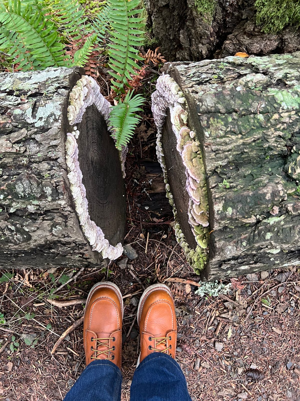 Photo by kase on December 29, 2023 of the Red Wing 8-Inch Classic Moc in S.B. Foot Oro-Iginal.