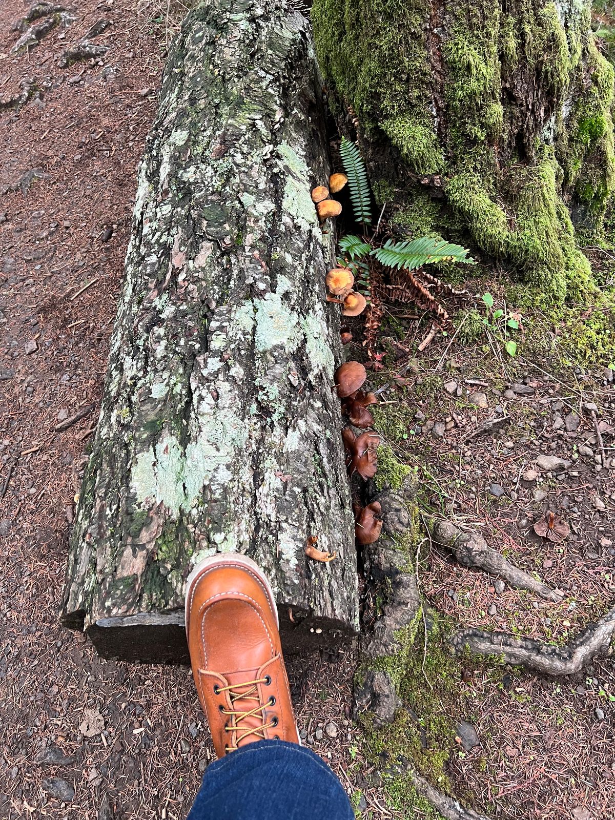 Photo by kase on December 29, 2023 of the Red Wing 8-Inch Classic Moc in S.B. Foot Oro-Iginal.