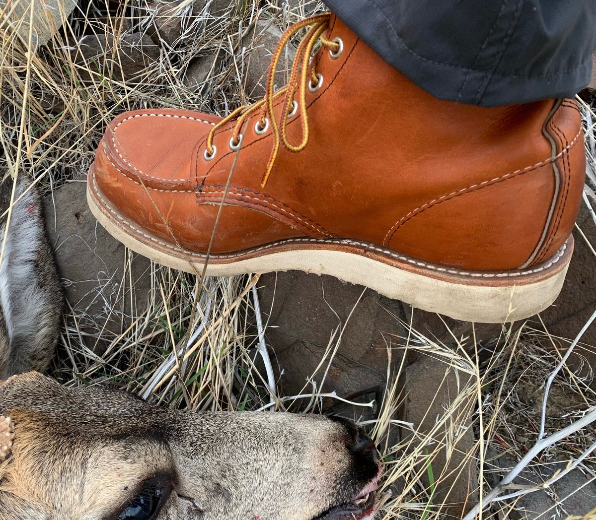 Photo by markiwang on November 3, 2023 of the Red Wing 8-Inch Classic Moc in S.B. Foot Oro Legacy.