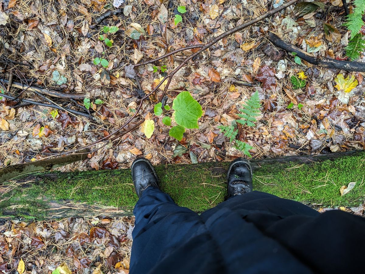 Photo by drunkishly on October 2, 2024 of the Nicks MTO in Horween Black Waxed Flesh.