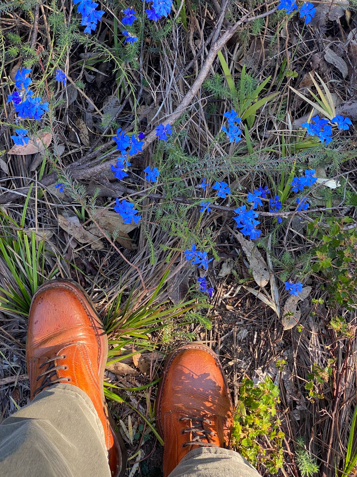 Photo by Chickenman on October 14, 2022 of the Anastazi Service Boot in Whiskey Veg-Tanned Calfskin.