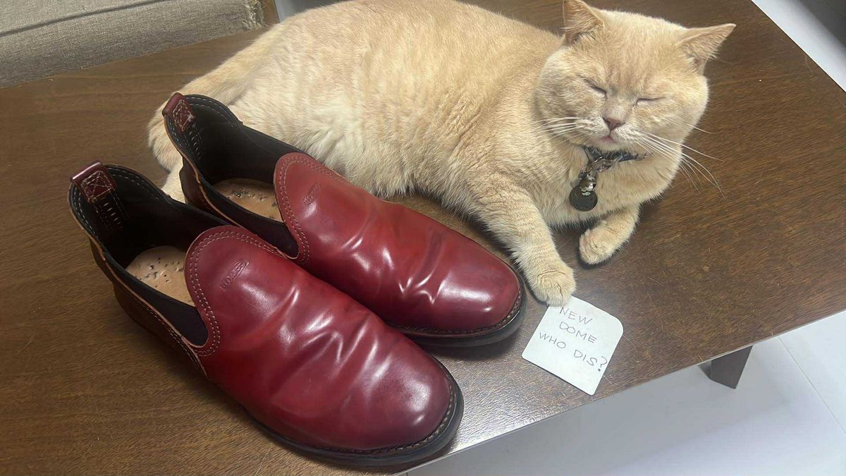 Photo by elmer.richard on October 5, 2025 of the Wesco Romeo in Shinki Ruby Red And Brown Shell Cordovan.