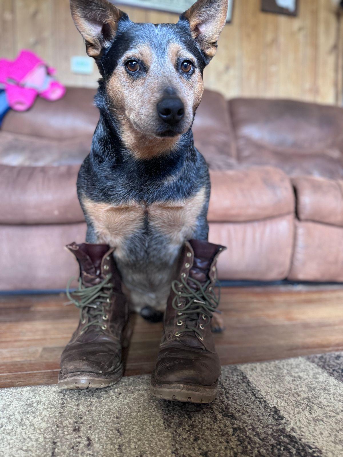 Photo by DocLineman on April 4, 2024 of the Nicks Overlander in Horween Whiskey Predator.