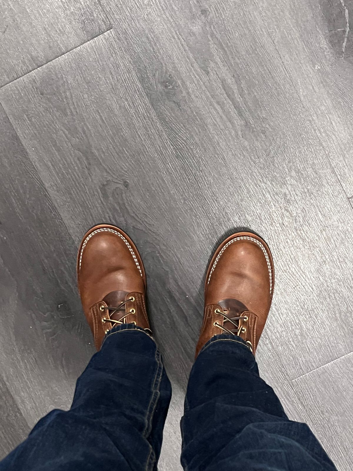 Photo by Snailchang on November 14, 2025 of the Nicks Falcon in Italian Brown Cypress.