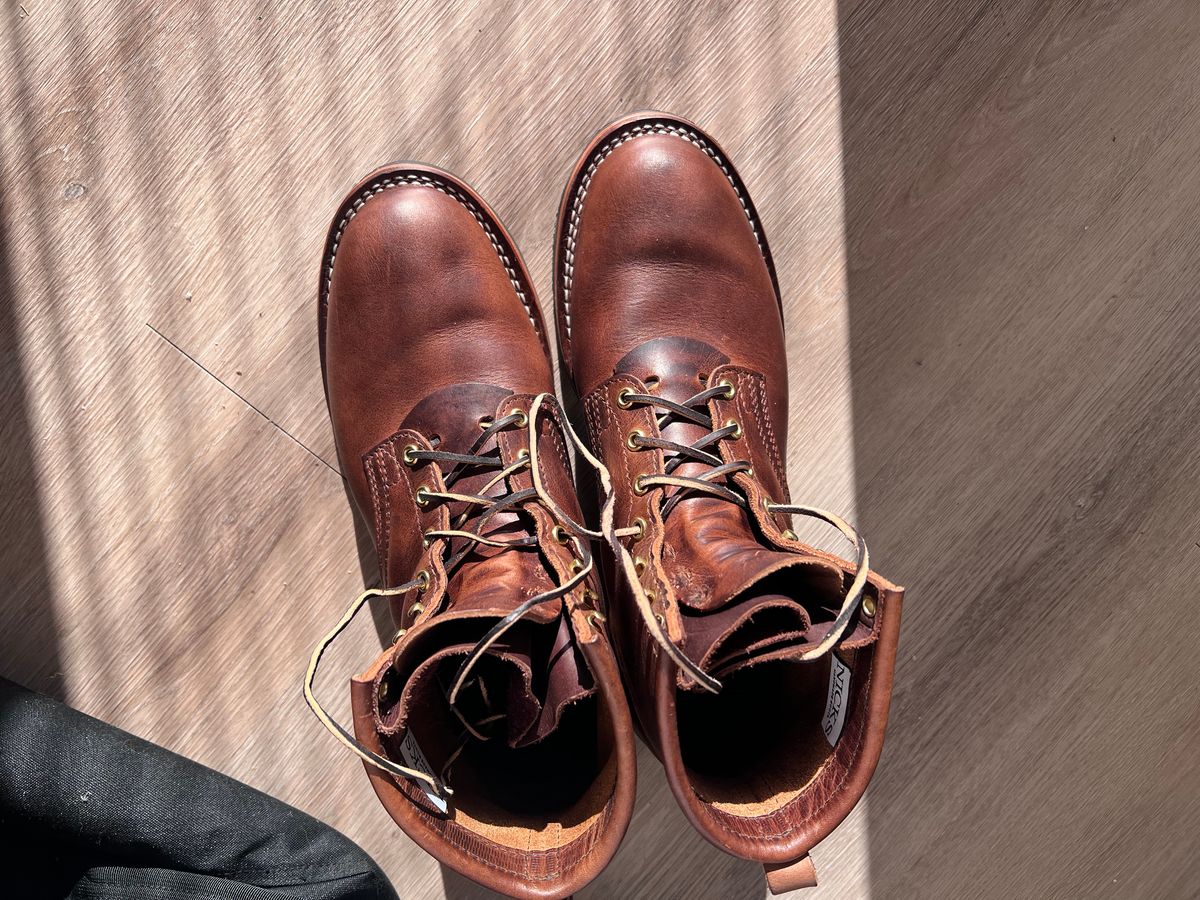 Photo by Snailchang on November 14, 2025 of the Nicks Falcon in Italian Brown Cypress.