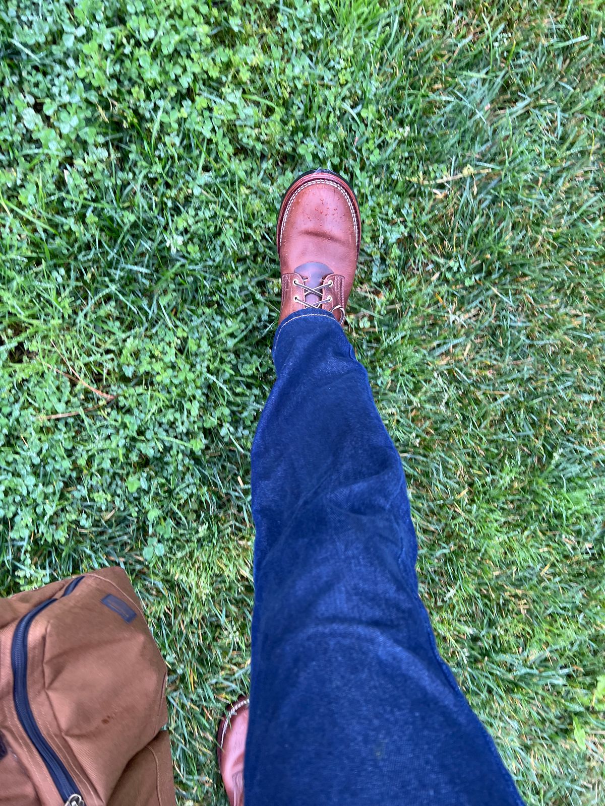 Photo by Snailchang on November 20, 2025 of the Nicks Falcon in Italian Brown Cypress.