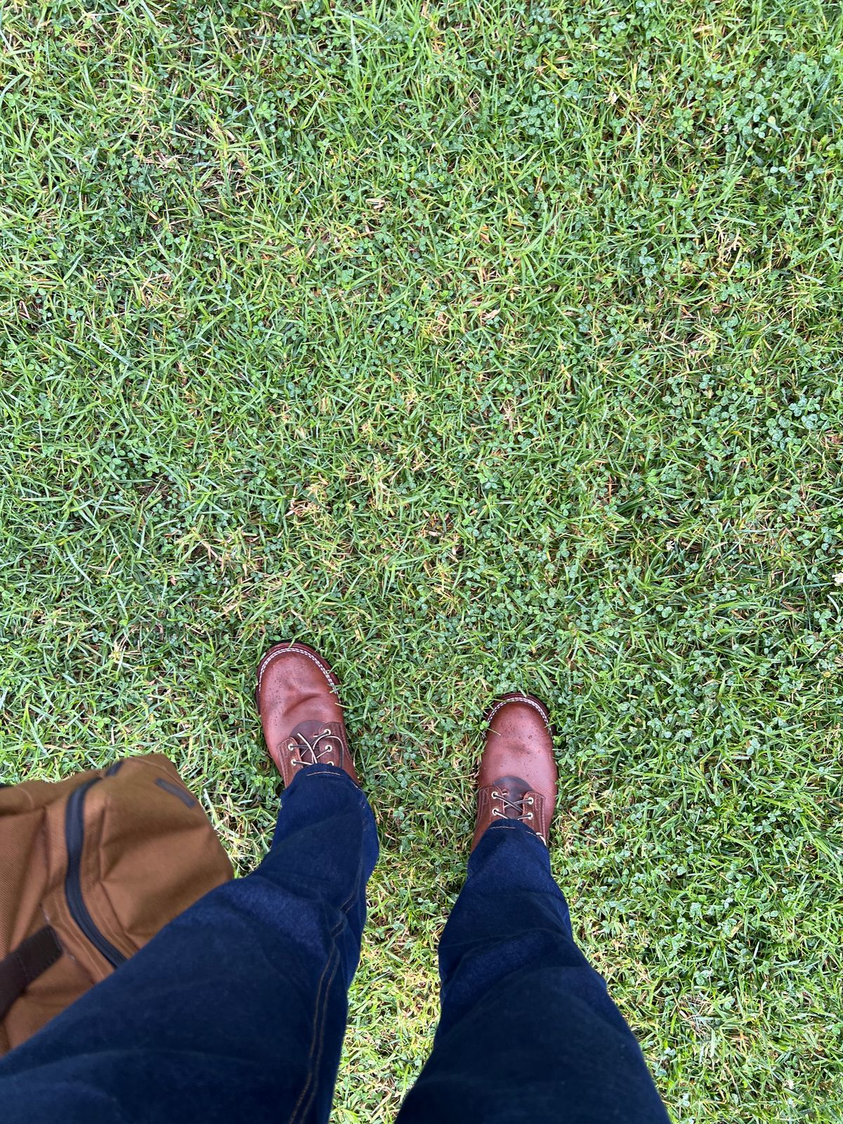 Photo by Snailchang on November 20, 2025 of the Nicks Falcon in Italian Brown Cypress.