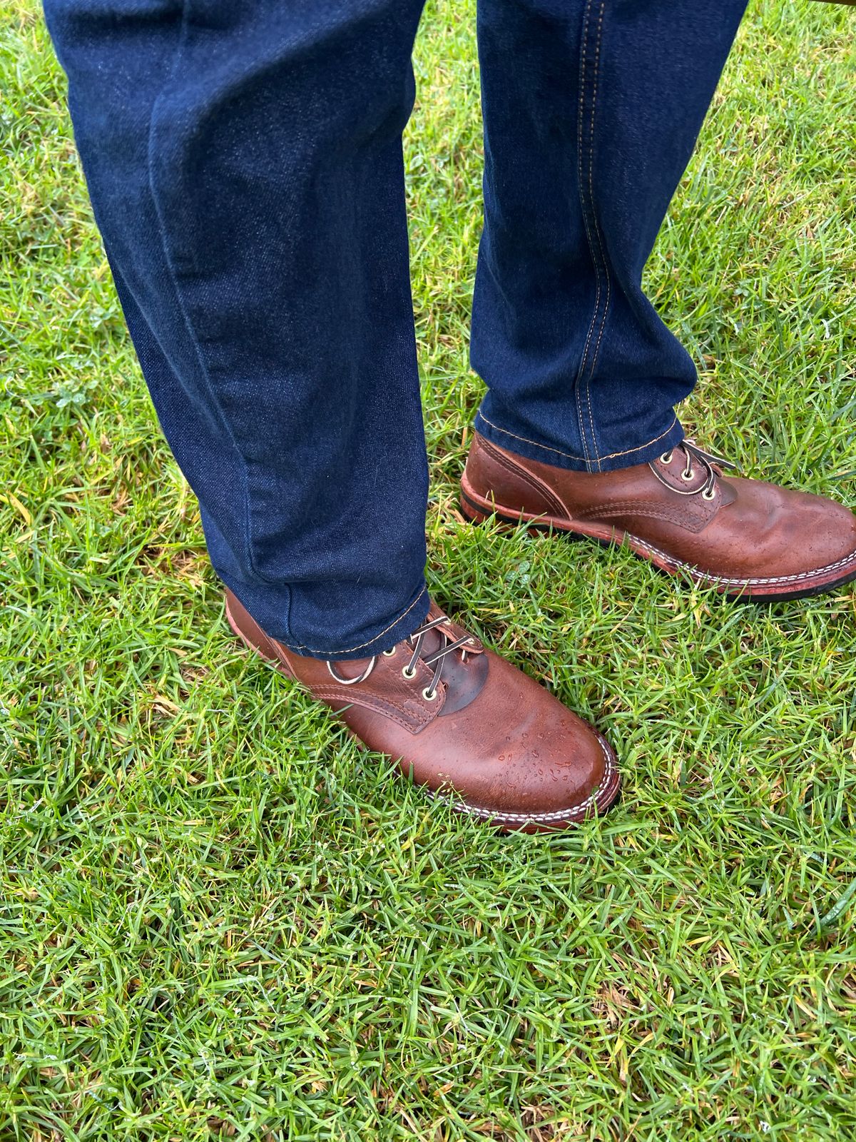 Photo by Snailchang on November 20, 2025 of the Nicks Falcon in Italian Brown Cypress.