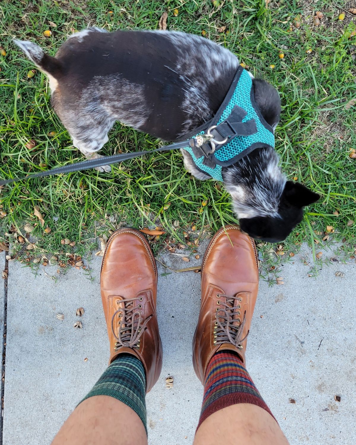 Photo by tlmader on October 16, 2021 of the Flame Panda Service Boot in Horween Bourbon Shell Cordovan.