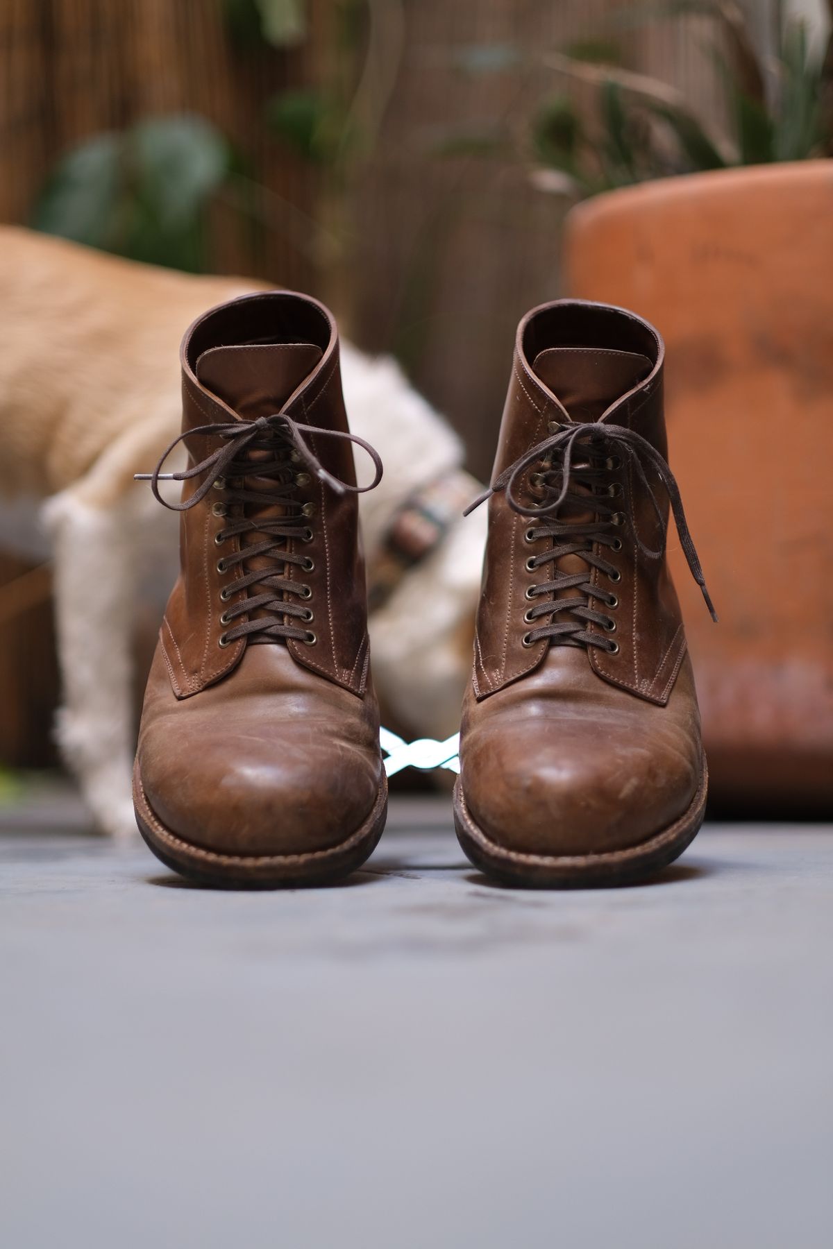 Photo by tlmader on February 5, 2024 of the Julian Boots Madison in Horween Bourbon Shell Cordovan.