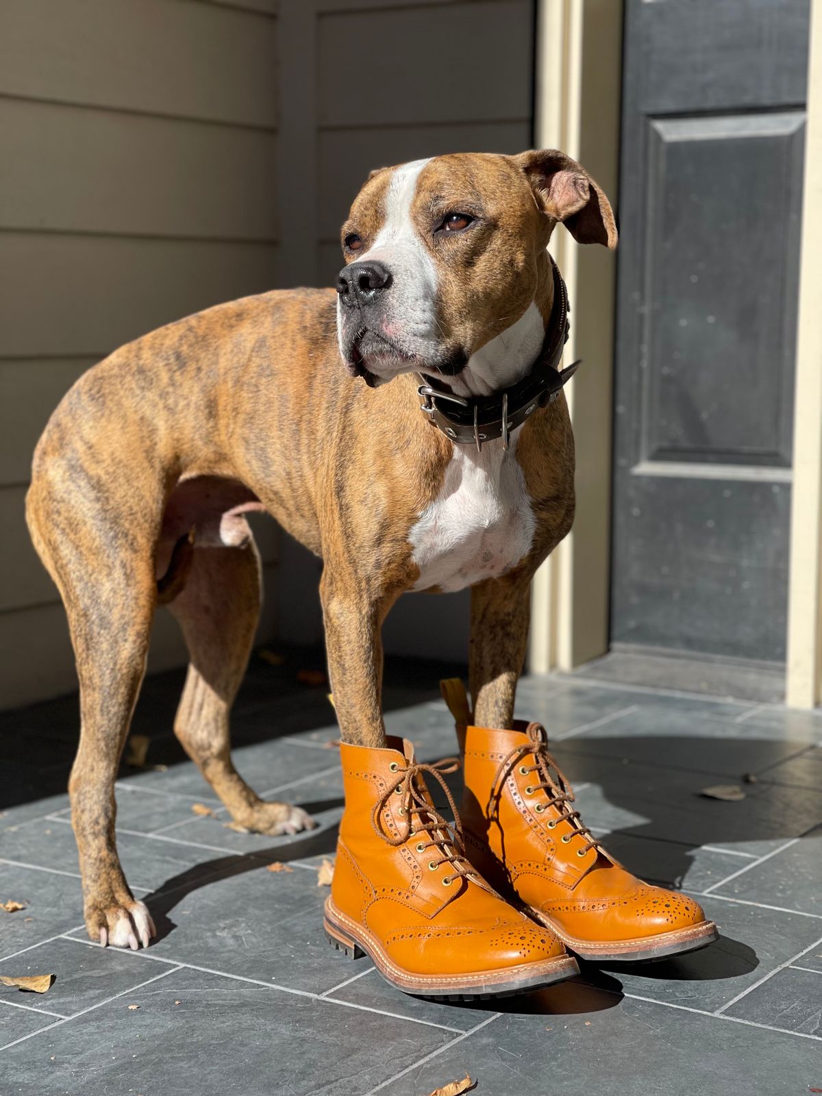 Photo by jack.mackrel on November 5, 2022 of the Tricker's Stow Country Boot in Acorn Antique.