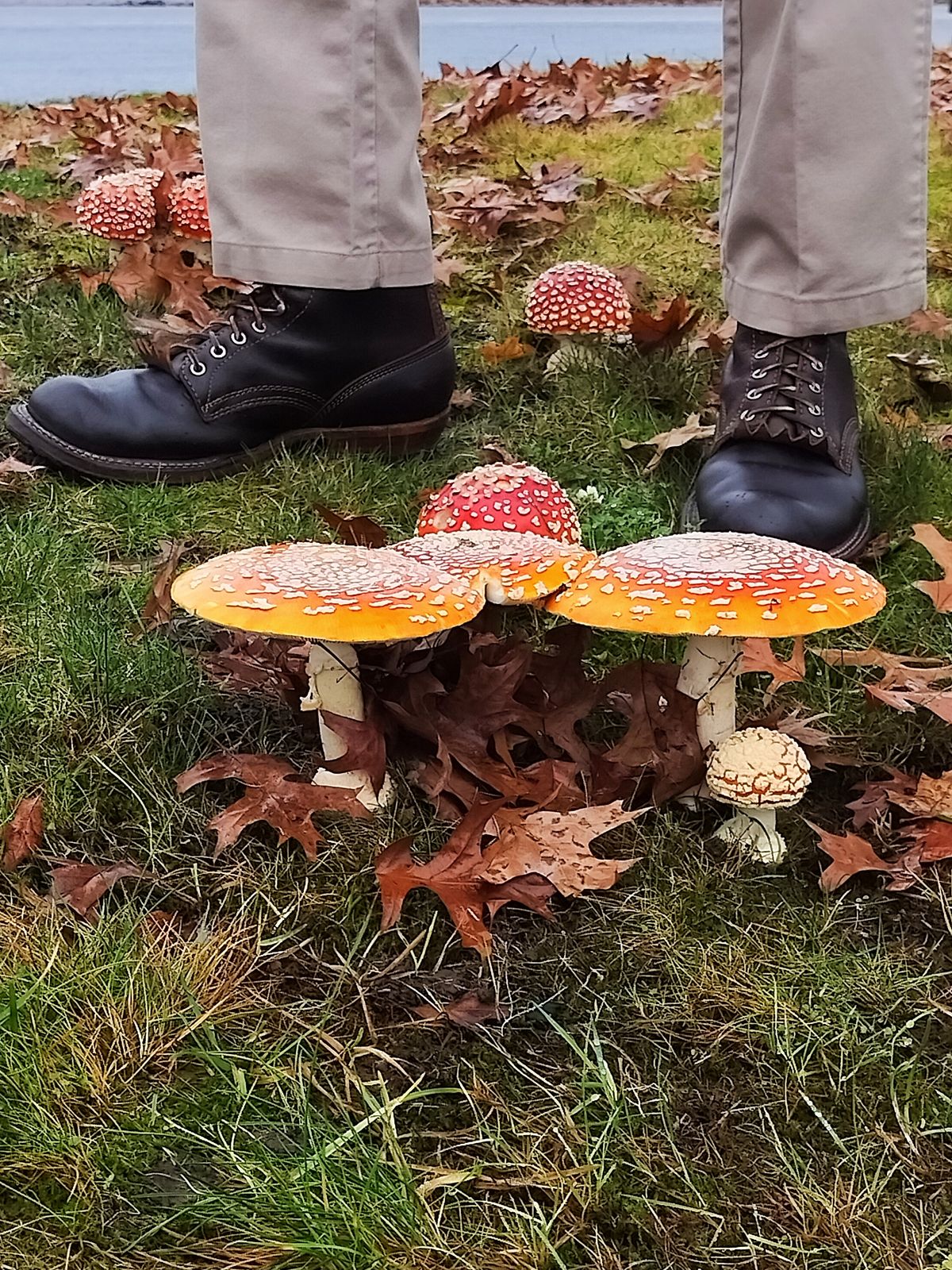 Photo by a1moyer on November 23, 2025 of the White's Custom Model in Horween Dark Brown Waxed Flesh & Seidel Brown Dress.