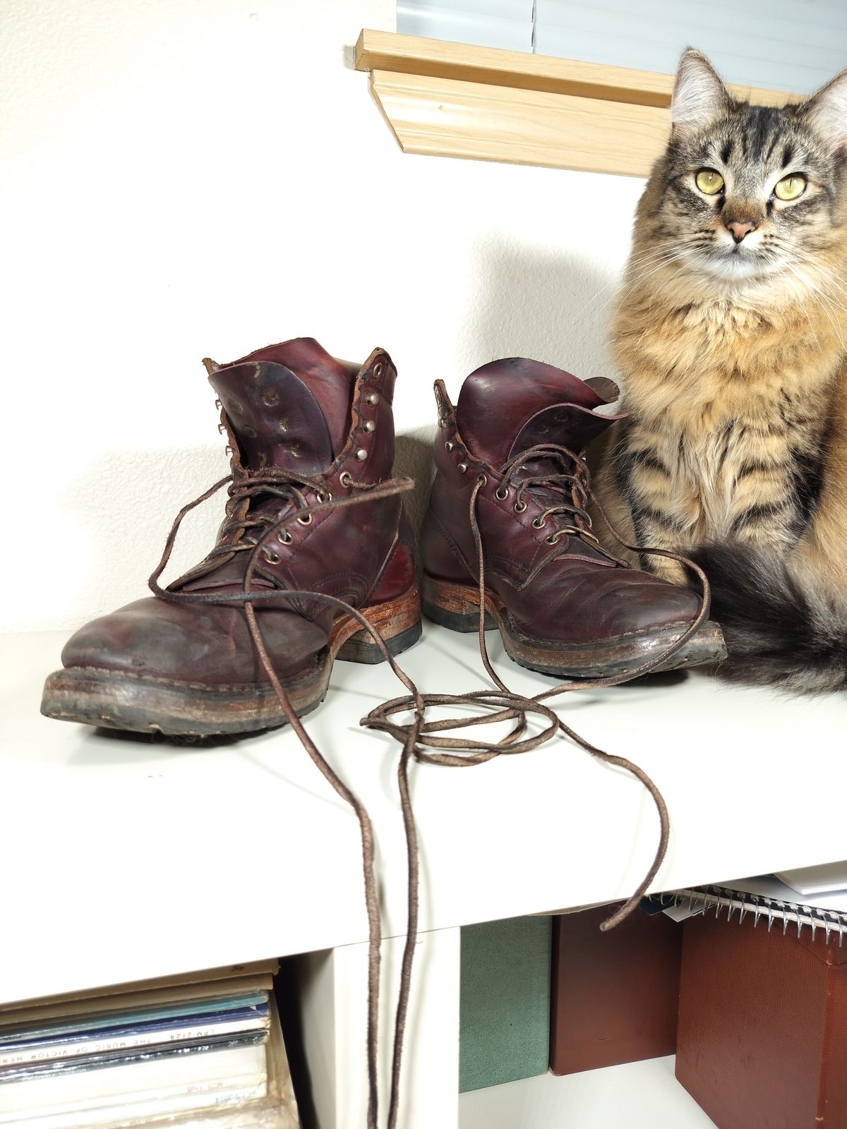 Photo by a1moyer on February 8, 2025 of the White's MP-Sherman Plain Toe in Horween Color 8 Chromexcel.